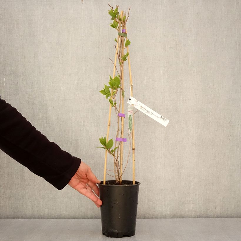 Example of Kiwai femelle Fresh Jumbo - Actinidia arguta Pot de 2L/3L as you get in printemps