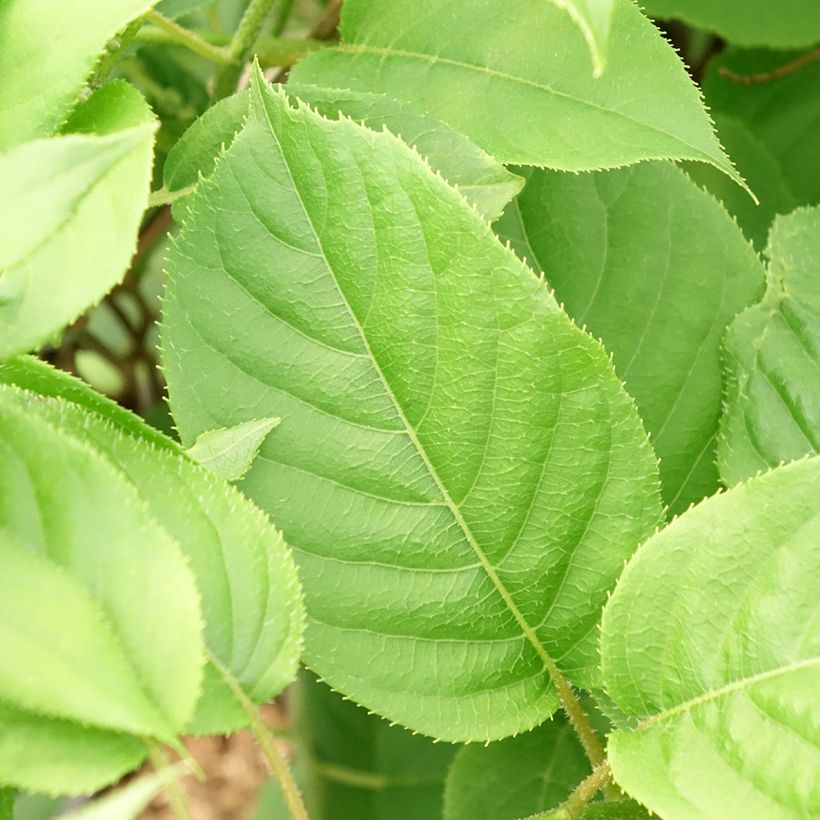 Kiwai Prince Jumbo (mâle) - Actinidia arguta (Feuillage)