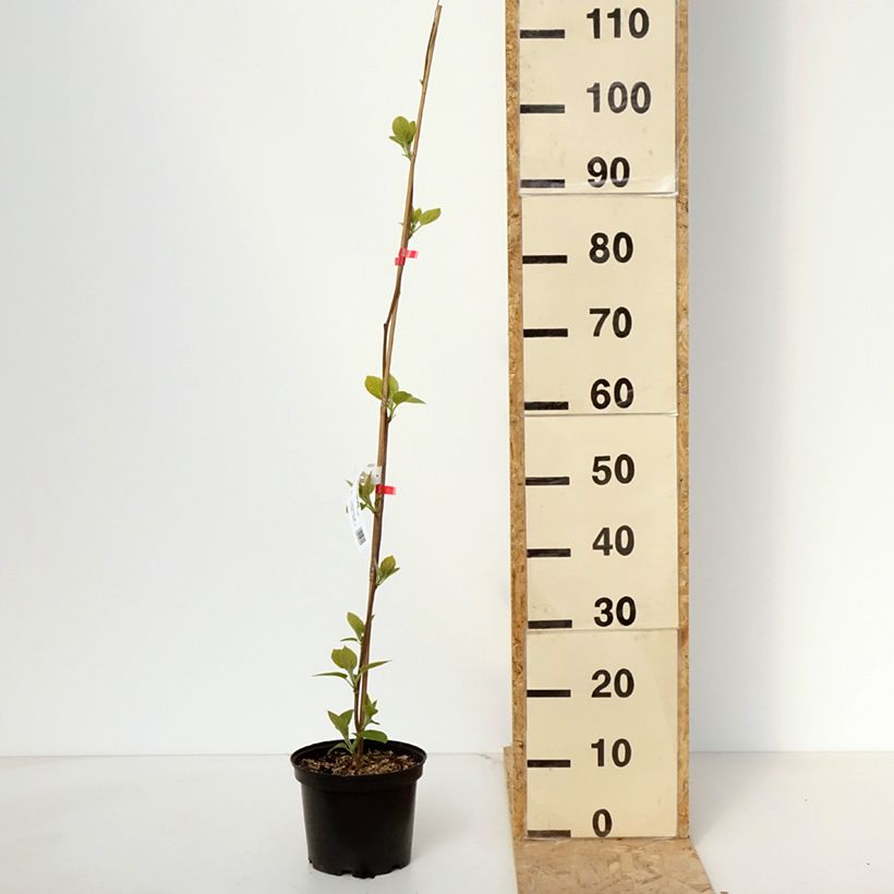 Spécimen de Kiwi - Actinidia deliciosa Kiwi Wonder Pot de 3L/4L tel que livré au printemps