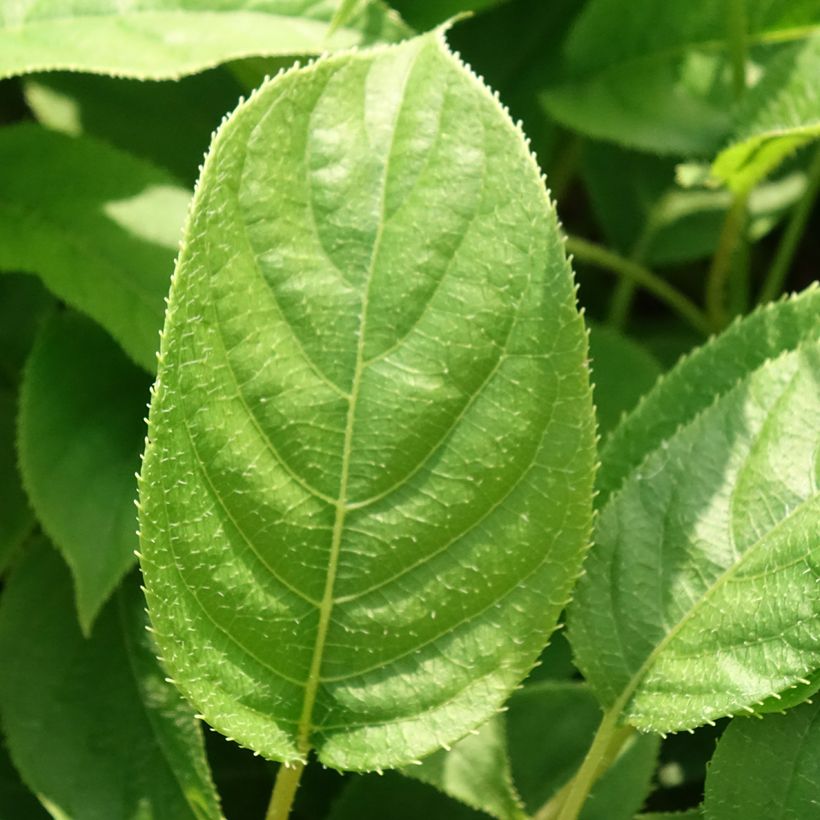 Kiwi arguta Ananasnaya (femelle) - Kiwaï Anna (Foliage)