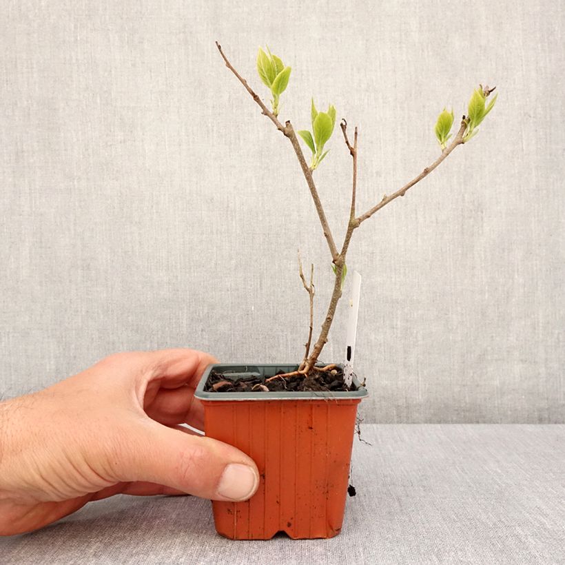 Example of Kiwi arguta Ananasnaya (femelle) - Kiwaï Anna Godet de 8/9 cm as you get in printemps