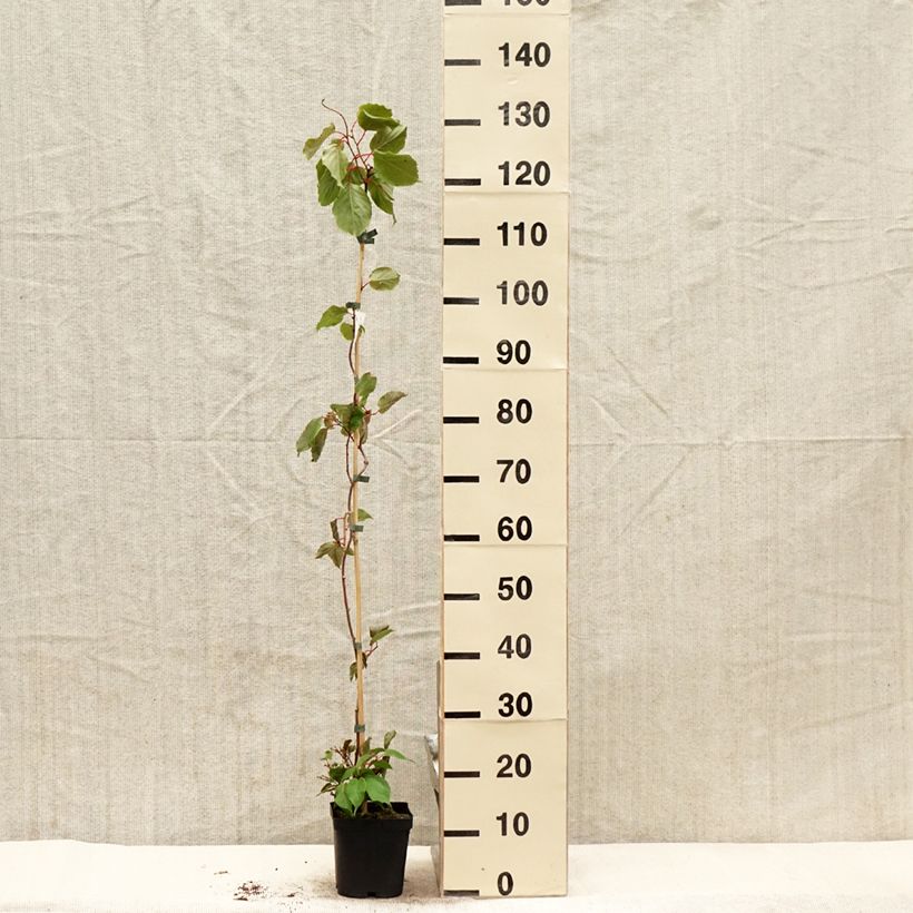 Example of Kiwi arguta Ananasnaya (femelle) - Kiwaï Anna Pot de 1,5L/2L as you get in printemps