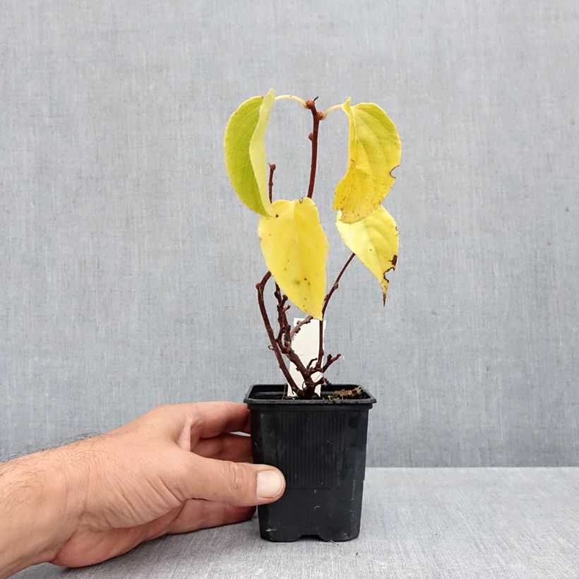 Spécimen de Kiwi arguta Domino (femelle) - Kiwai - Actinidia arguta Pot de 10 cm/11cm tel que livré en automne