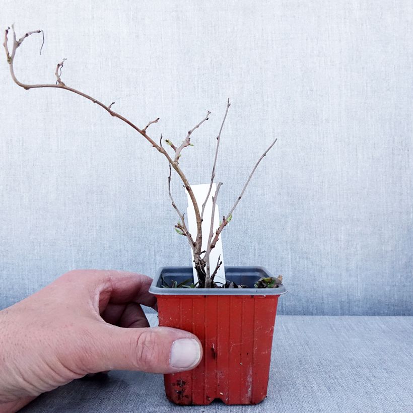 Example of Kiwi arguta Ken's Red (femelle) - Kiwai - Actinidia arguta Godet de 8/9 cm as you get in printemps