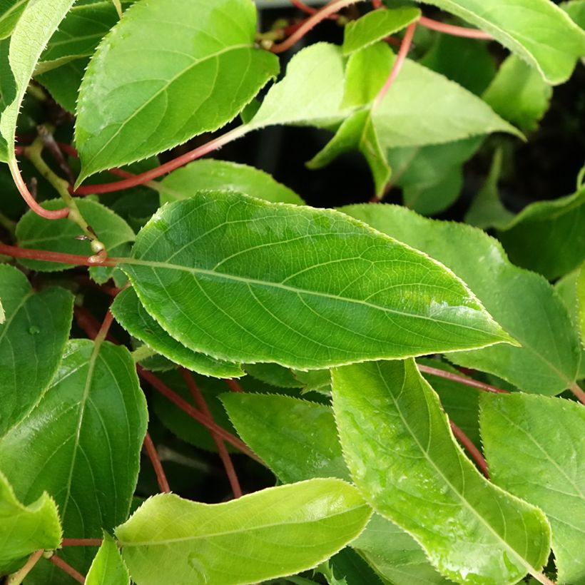 Kiwi arguta Purpurea (femelle) - Kiwaï (Foliage)
