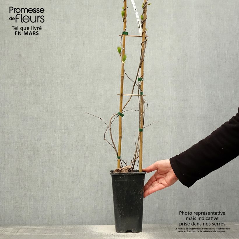 Example of Kiwi arguta Purpurea (femelle) - Kiwaï Pot de 2L/3L as you get in printemps