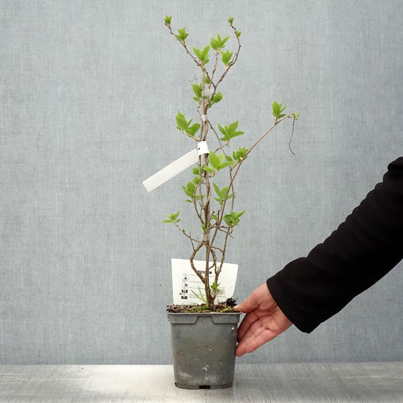 Example of Kiwi arguta Super Jumbo (femelle) - Kiwaï Pot de 1,5L/2L as you get in printemps