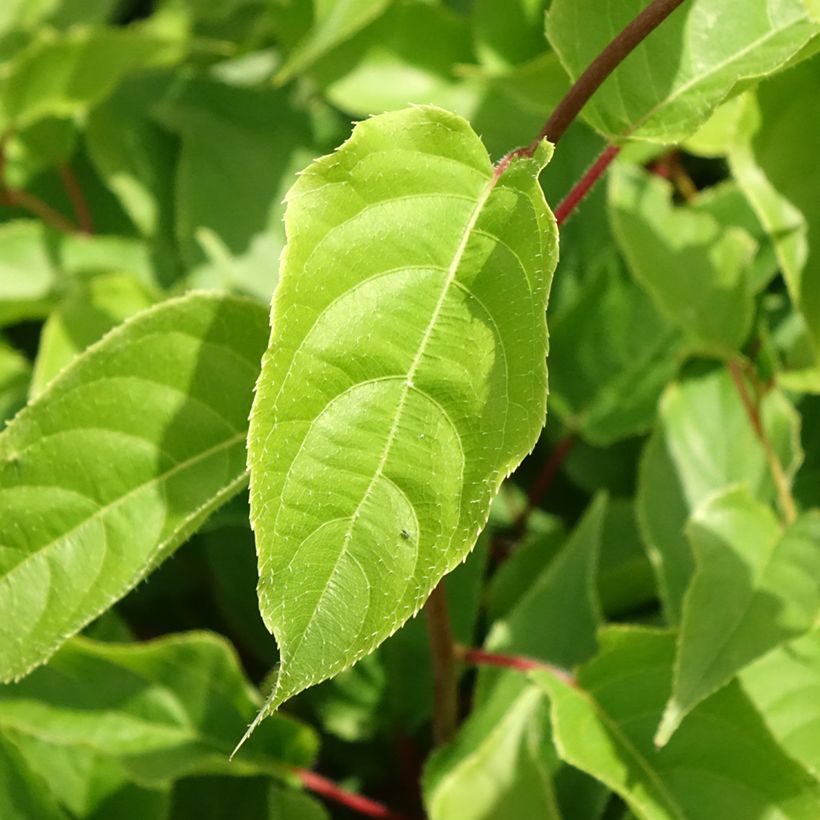 Kiwi arguta Weikii (mâle) - Kiwaï - Actinidia arguta (Foliage)