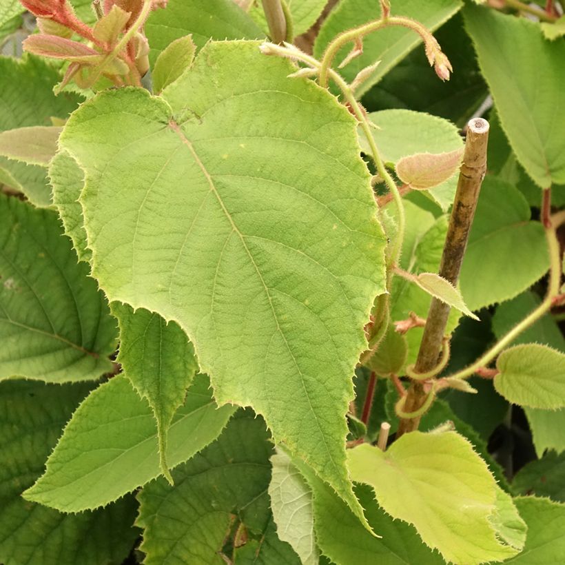 Kiwi autofertile Boskoop - Actinidia deliciosa (Foliage)