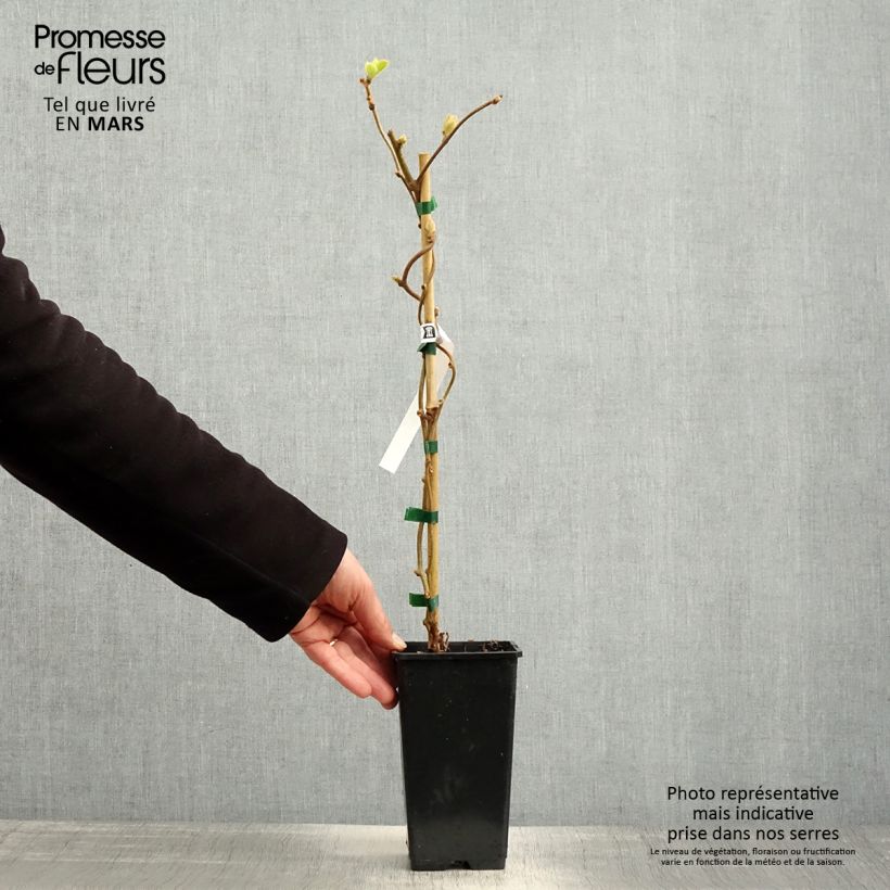 Example of Kiwi autofertile Herma - Actinidia chinensis Pot de 1,5L/2L as you get in printemps