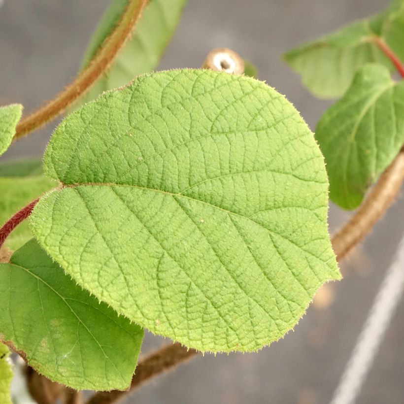 Kiwi autofertile Herma - Actinidia chinensis (Foliage)