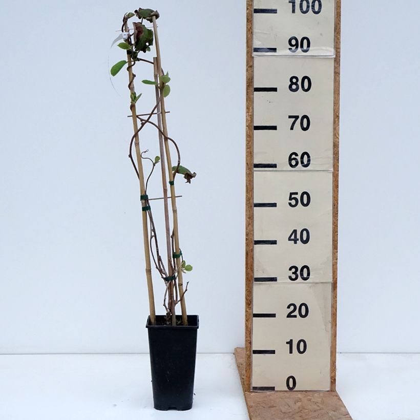 Spécimen de Kiwi autofertile Herma - Actinidia chinensis Pot de 3L/4L tel que livré en automne
