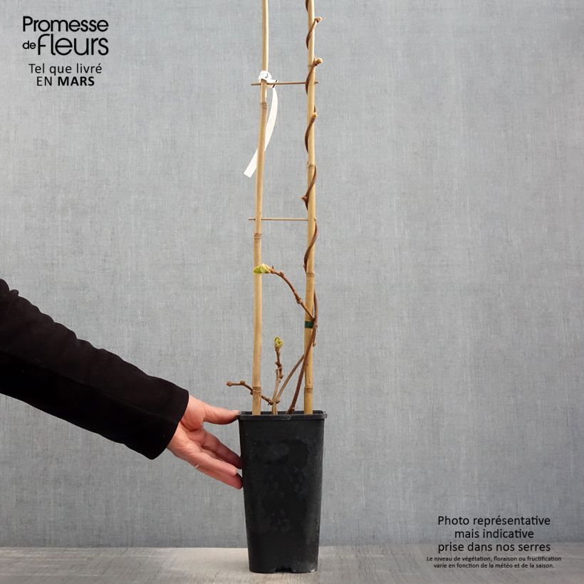 Example of Kiwi autofertile Herma - Actinidia chinensis Pot de 3L/4L as you get in printemps