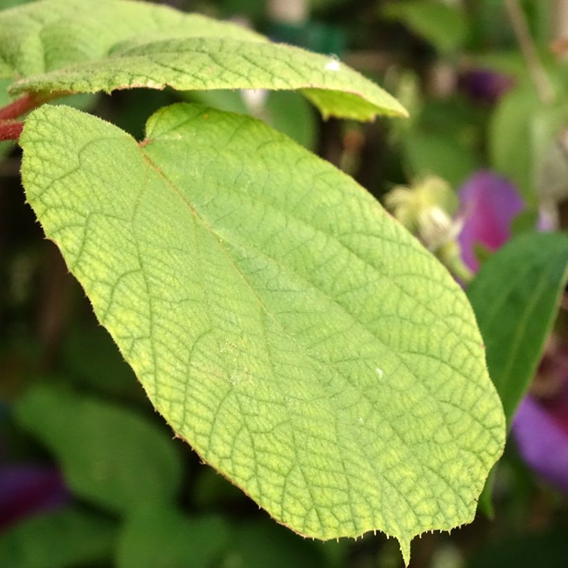 Kiwi autofertile Solo - Actinidia chinensis (Foliage)
