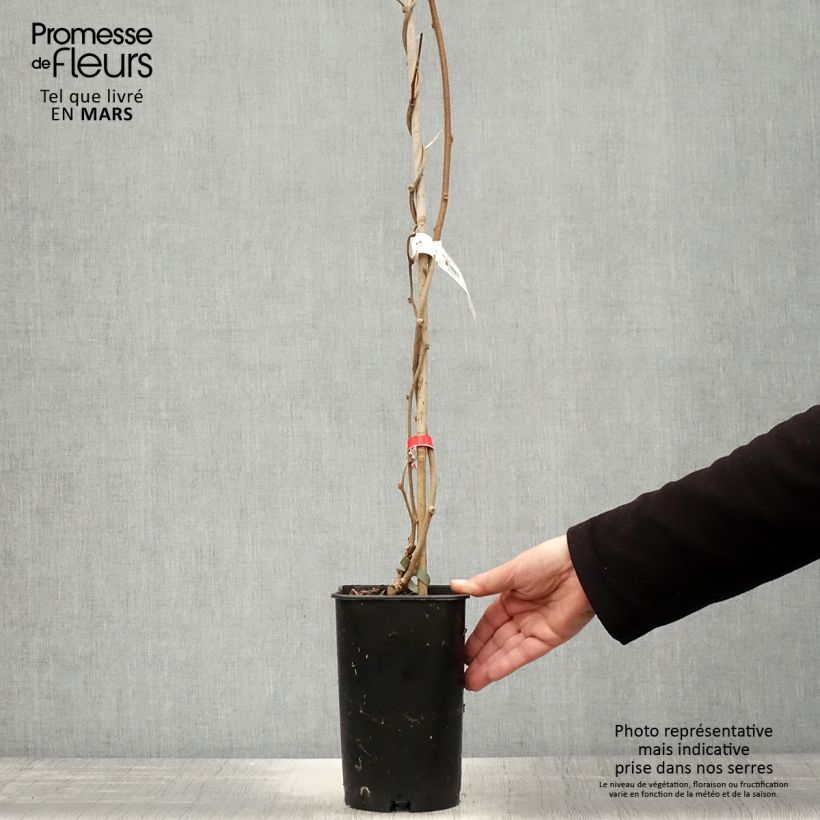 Spécimen de Kiwi deliciosa Montcap Pot de 2L/3L tel que livré au printemps