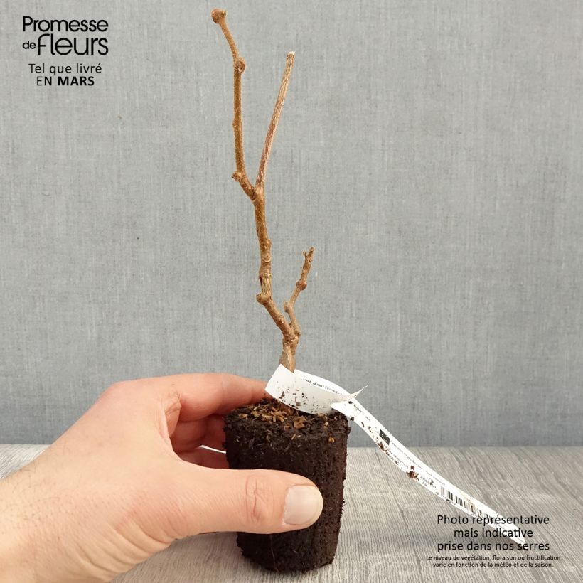 Example of Kiwi femelle - Actinidia chinensis Bruno Godet de 8/9 cm as you get in printemps