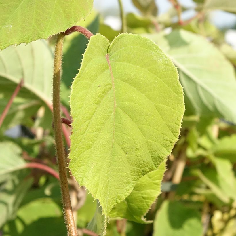 Kiwi femelle - Actinidia chinensis Bruno (Foliage)
