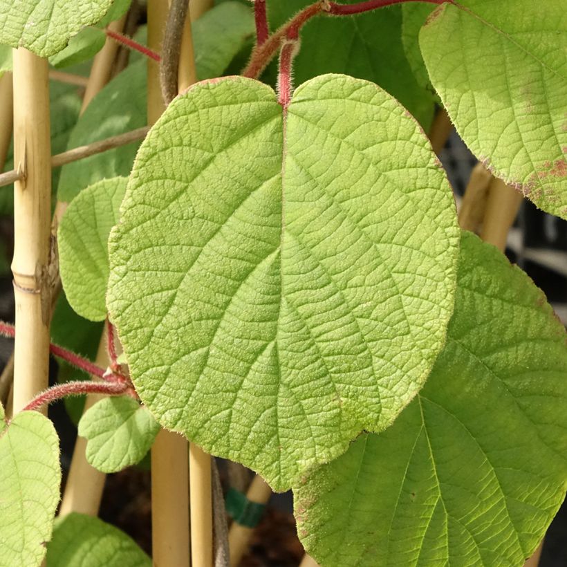 Kiwi femelle - Actinidia deliciosa Monty (Foliage)