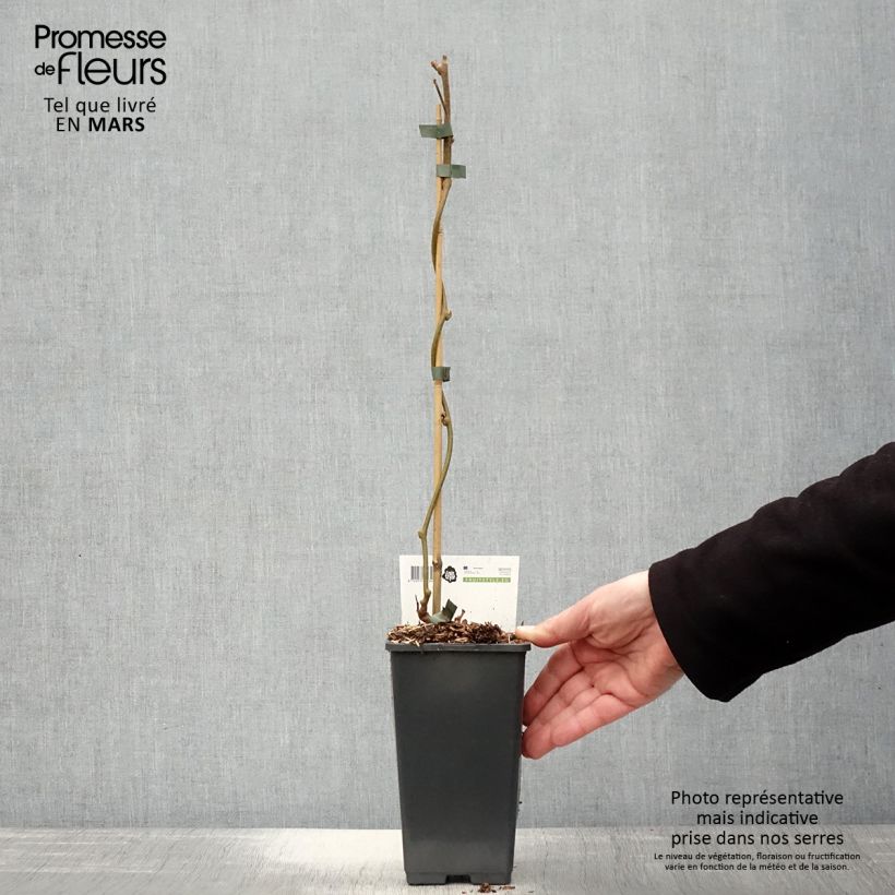 Example of Kiwi Golden Delight (mâle) - Actinidia deliciosa Pot de 1,5L/2L as you get in printemps