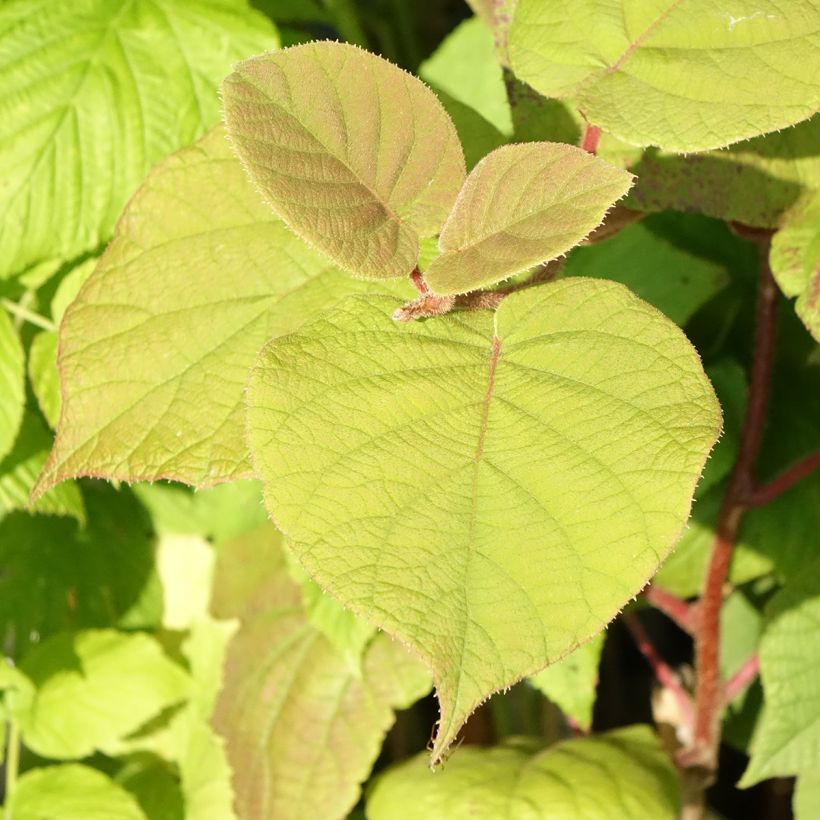 Kiwi Hayward (femelle) Bio (Foliage)
