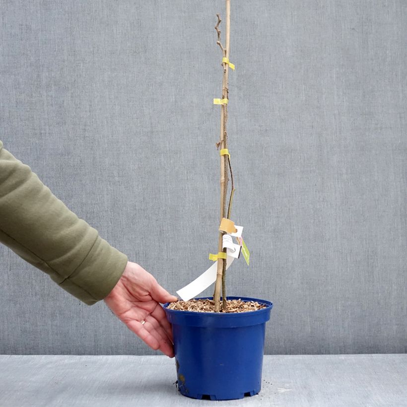 Spécimen de Kiwi jaune kiw'Happy femelle - Actinidia deliciosa Pot de 2L/3L tel que livré en hiver