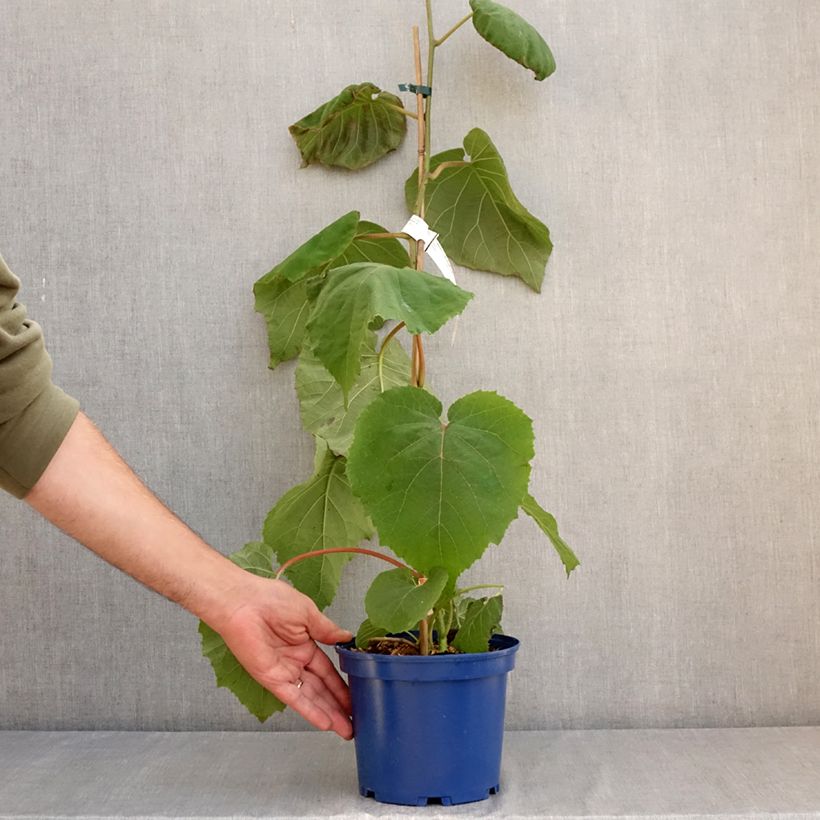 Spécimen de Kiwi jaune kiw'Happy mâle - Actinidia deliciosa Pot de 2L/3L tel que livré en été