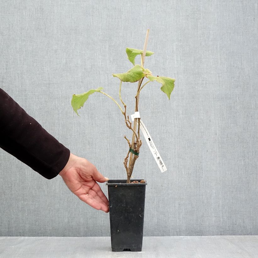 Spécimen de Kiwi jaune Minkigold femelle - Actinidia chinensis Pot de 1,5L/2L tel que livré en automne