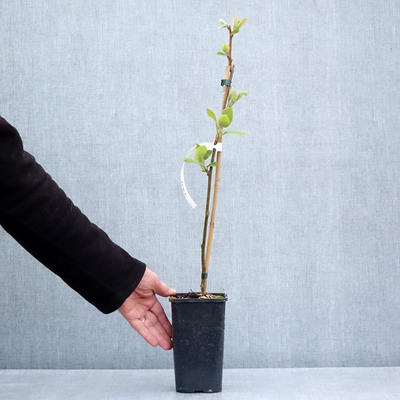 Example of Kiwi jaune Minkigold femelle - Actinidia chinensis Pot de 1,5L/2L as you get in printemps