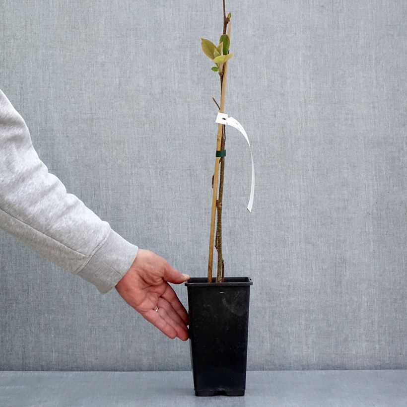 Example of Kiwi jaune Minkimale mâle - Actinidia chinensis Pot de 1,5L/2L as you get in printemps