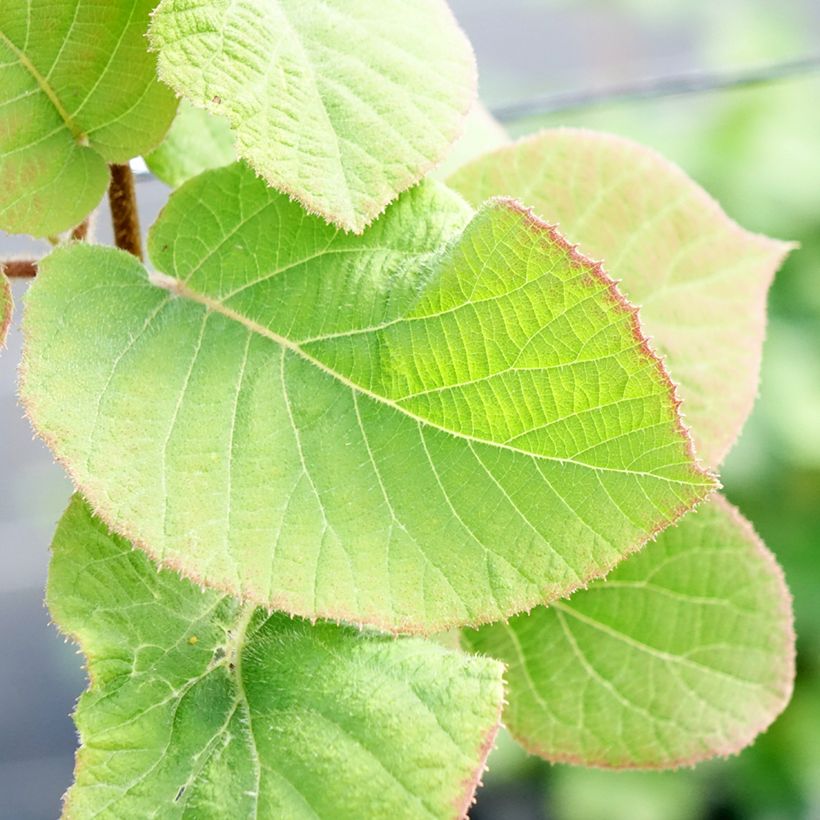 Kiwi jaune Minkimale mâle - Actinidia chinensis (Foliage)