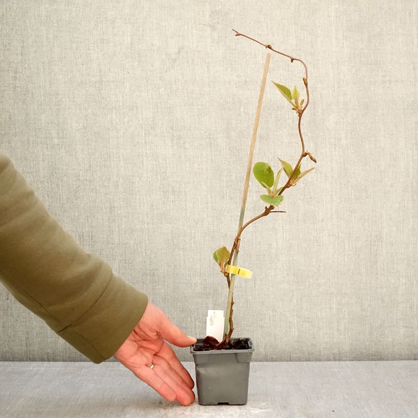 Spécimen de Kiwi Jenny (autofertile) - Actinidia deliciosa Godet de 8/9 cm tel que livré au printemps