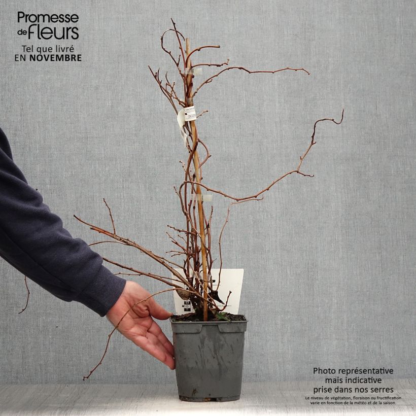 Spécimen de Kiwai femelle Red Jumbo - Actinidia arguta Pot de 1,5L/2L tel que livré en automne