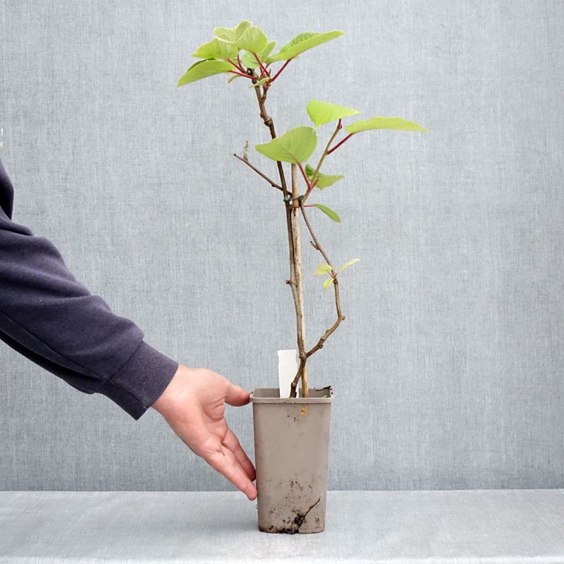 Example of Kiwi Petite Homme (femelle) - Actinidia deliciosa Pot de 2L/3L as you get in printemps