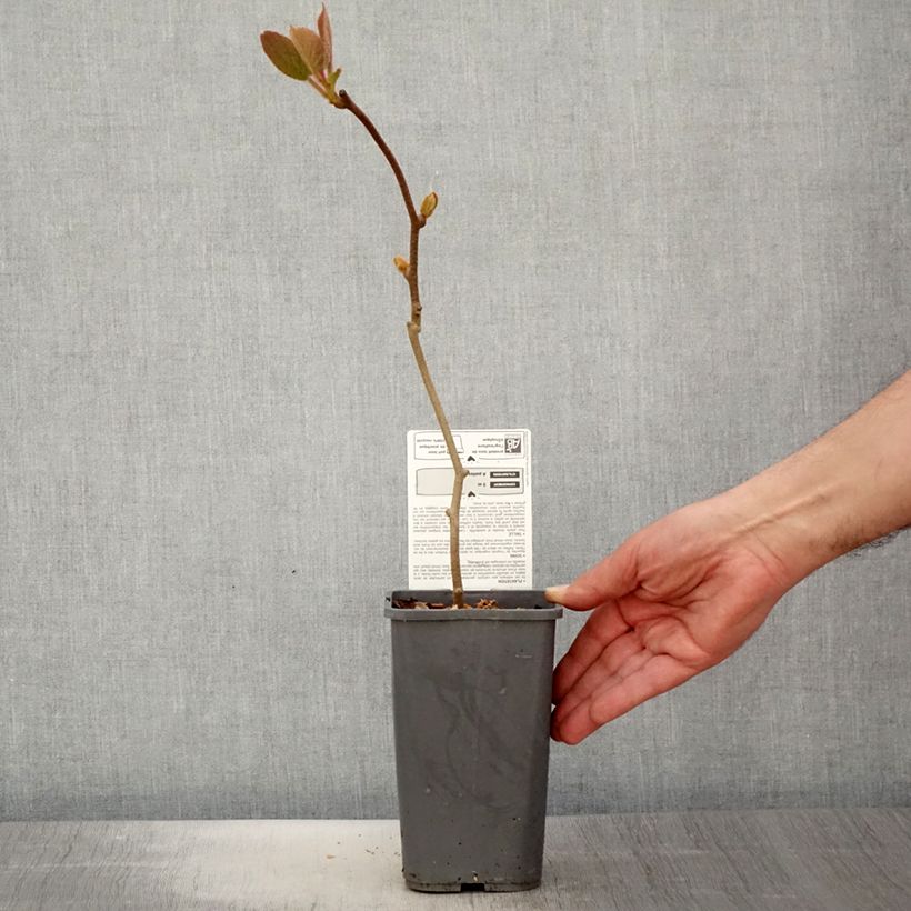 Example of Kiwi Solissimo Bio - Actinidia deliciosa Pot de 1,5L/2L as you get in printemps