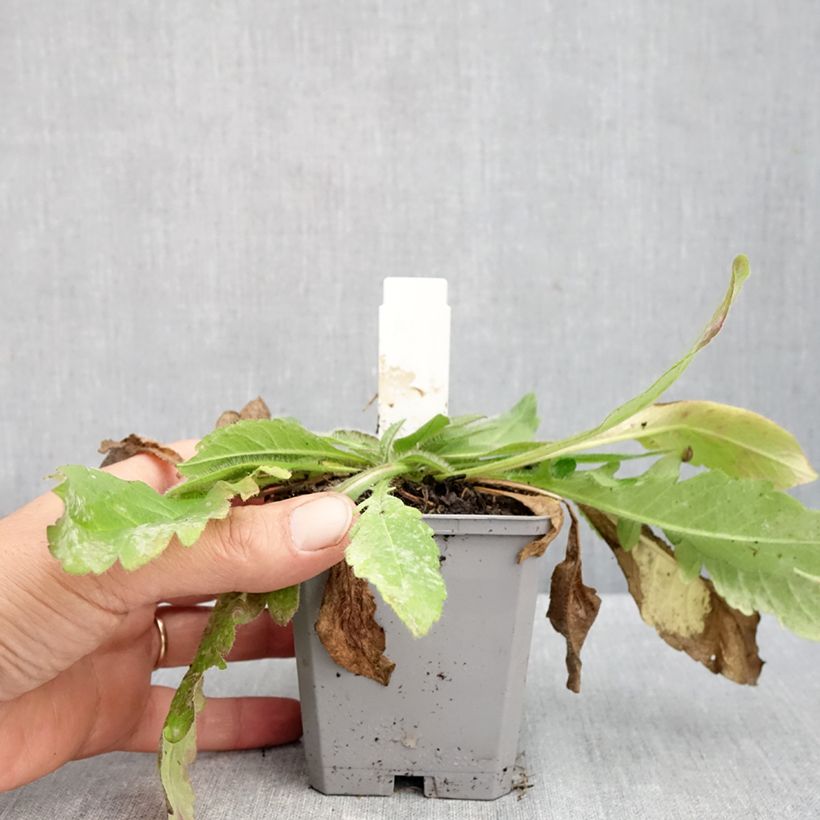 Spécimen de Knautia arvensis - Scabieuse des Champs Godet de 8/9 cm tel que livré en automne