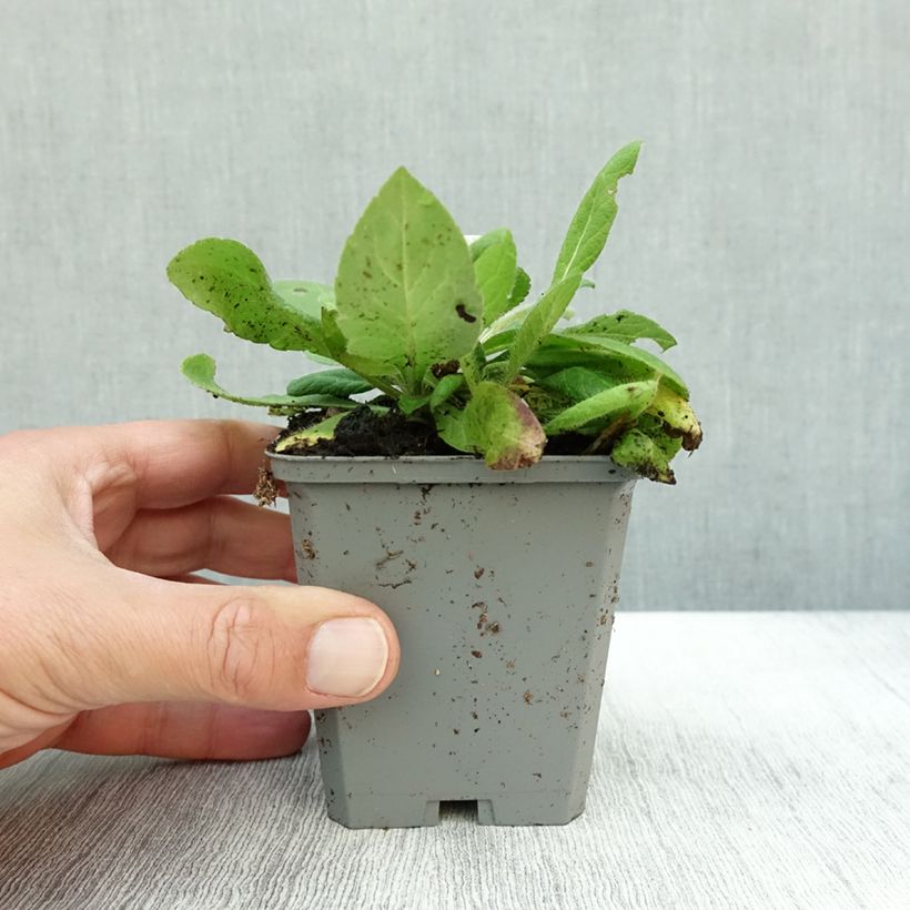 Spécimen de Knautia macedonica Mars Midget - Petite scabieuse Godet de 8/9 cm tel que livré en automne