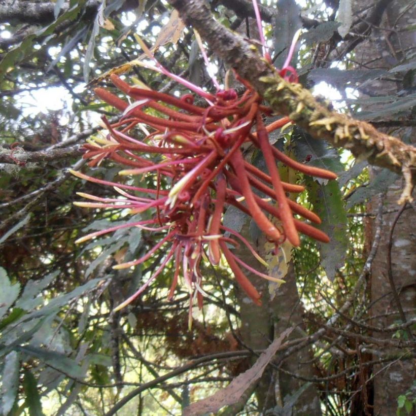 Knightia excelsa - Rewarewa  (Flowering)