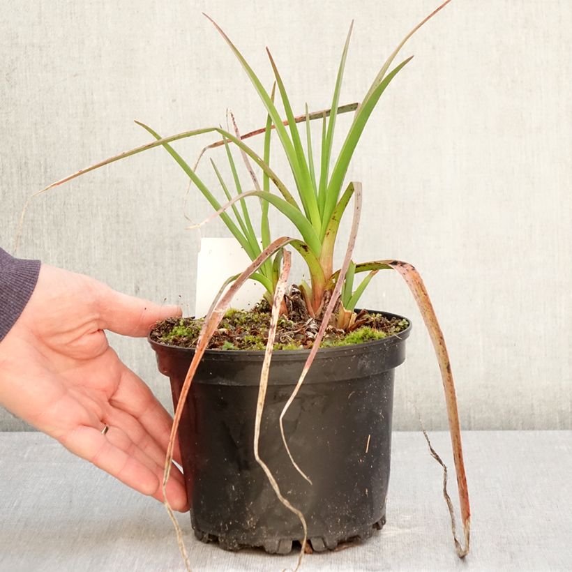 Spécimen de Kniphofia Alcazar - Tritoma Alcazar Pot de 2L/3L tel que livré au printemps