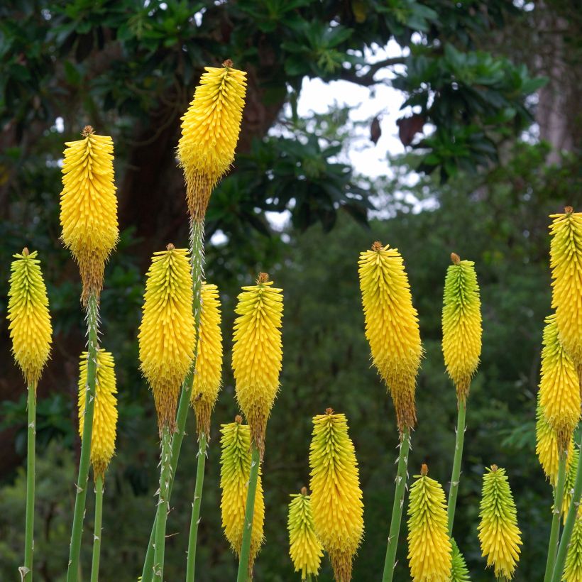 Kniphofia citrina - Tritoma (Flowering)