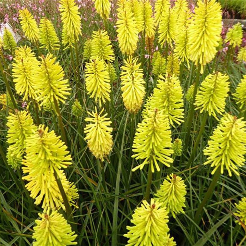 Kniphofia Dorset Sentry - Tritoma (Flowering)