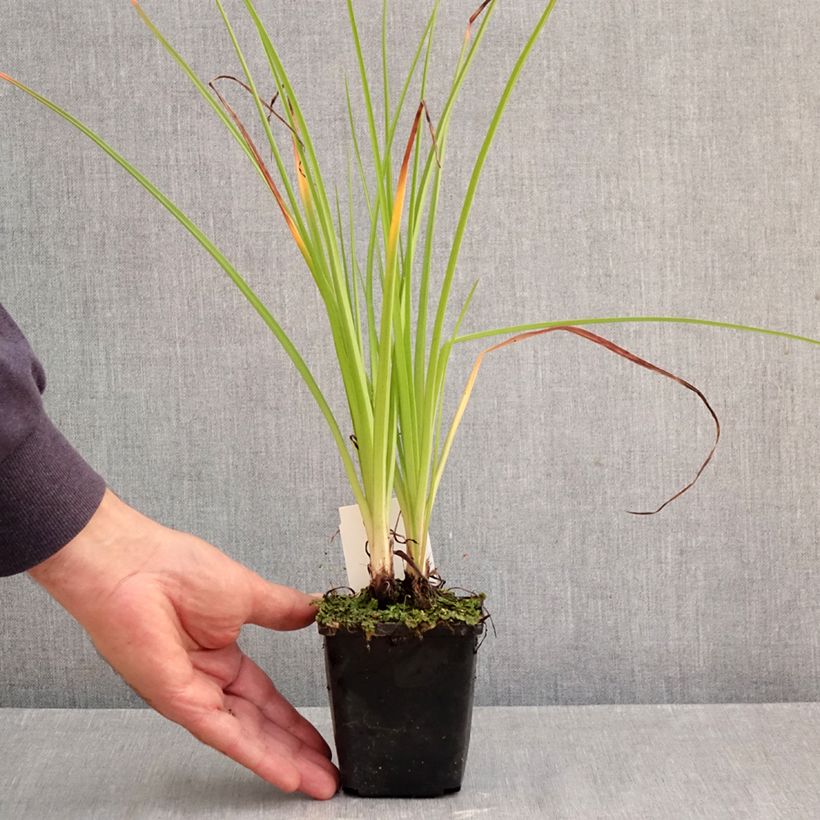 Spécimen de Kniphofia Ice Queen Godet de 8/9 cm tel que livré en automne