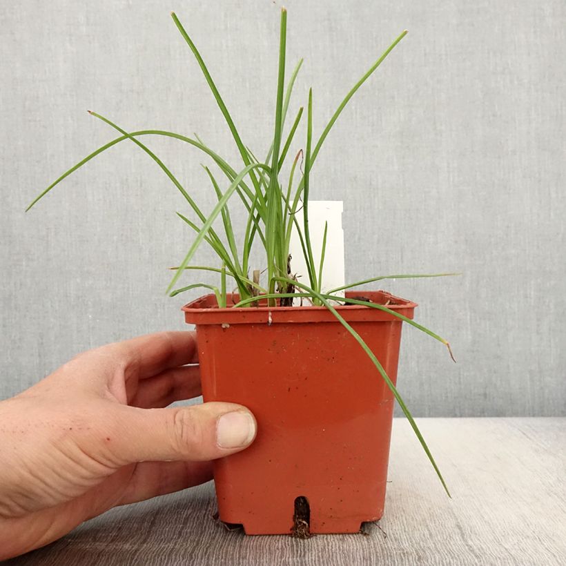 Example of Tritoma - Kniphofia Mango Popsicle Pot de 1L/1,5L as you get in printemps