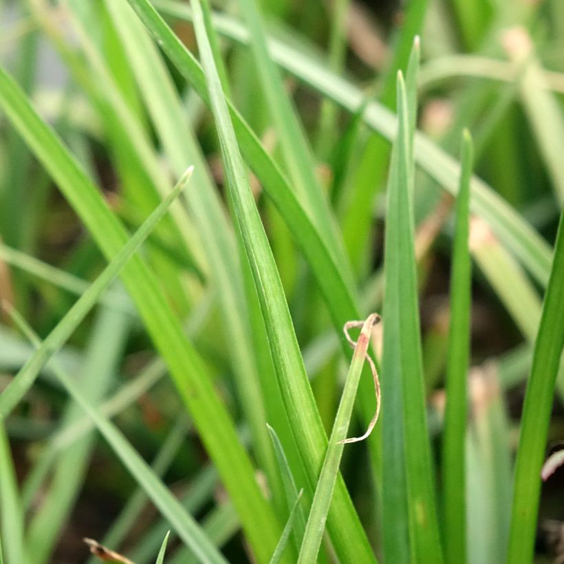 Kniphofia Tawny King - Tritoma  (Foliage)