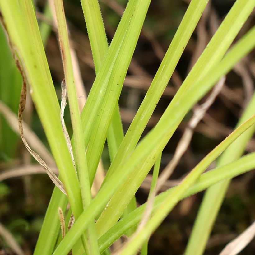 Kniphofia Wrexham Buttercup - Tritoma Wrexham Buttercup (Foliage)