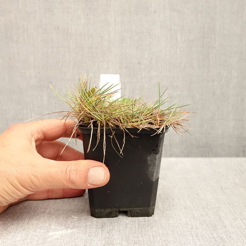Spécimen de Koeleria glauca - Koélérie bleue Godet de 8/9 cm tel que livré en automne