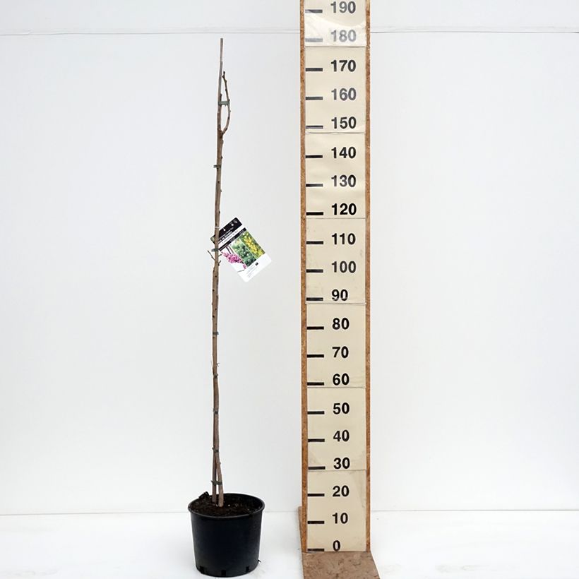 Example of Koelreuteria paniculata - Savonnier de Chine Pot de 7,5L/10L as you get in hiver