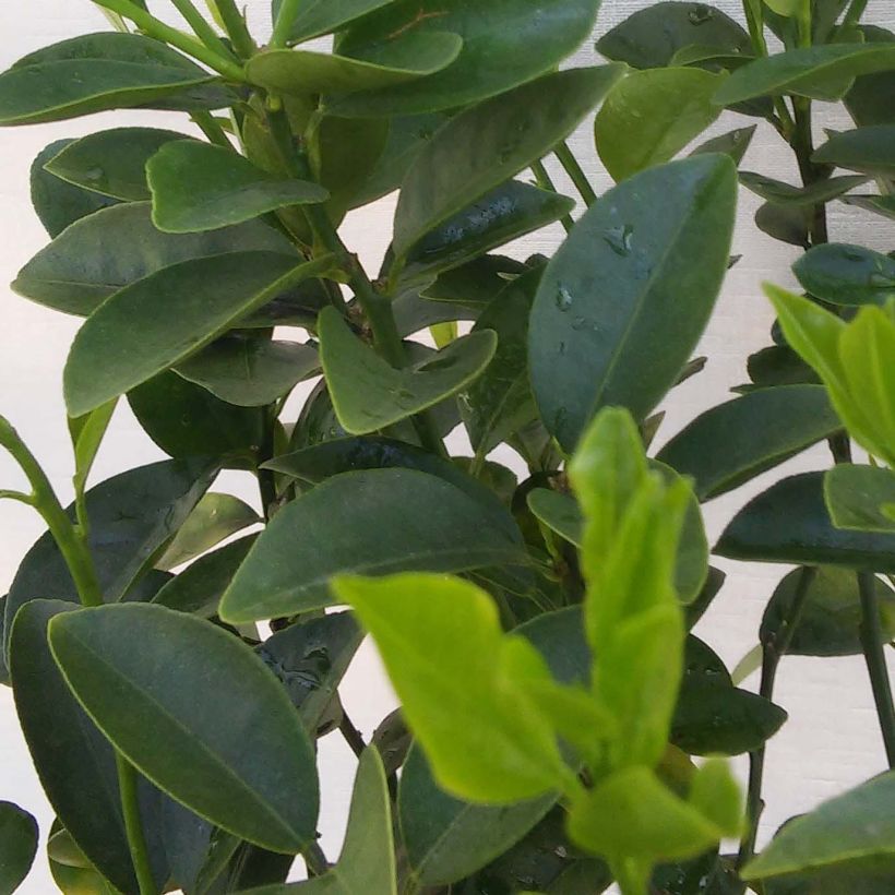 Kumquat Fukushu ou Jiangsu - Fortunella obovata (Foliage)