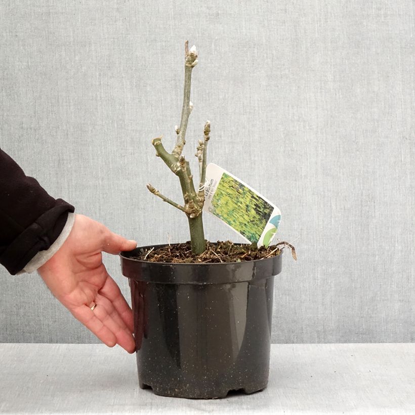 Spécimen de Laburnum watereri Vossii - Cytise pluie d'or Pot de 3L/4L tel que livré au printemps