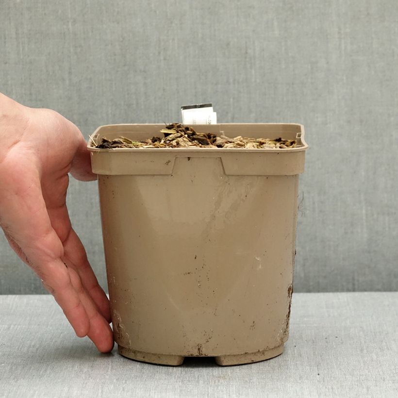 Spécimen de Lachenalia Rosabeth - Coucou du Cap Pot de 3L/4L tel que livré au printemps
