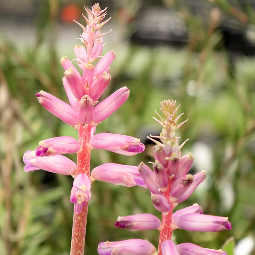 Lachenalia Rupert - Coucou du Cap (Flowering)